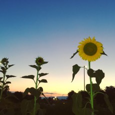 DiariodiViaggio_header