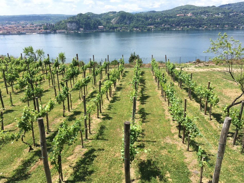 Vigneti di Angera