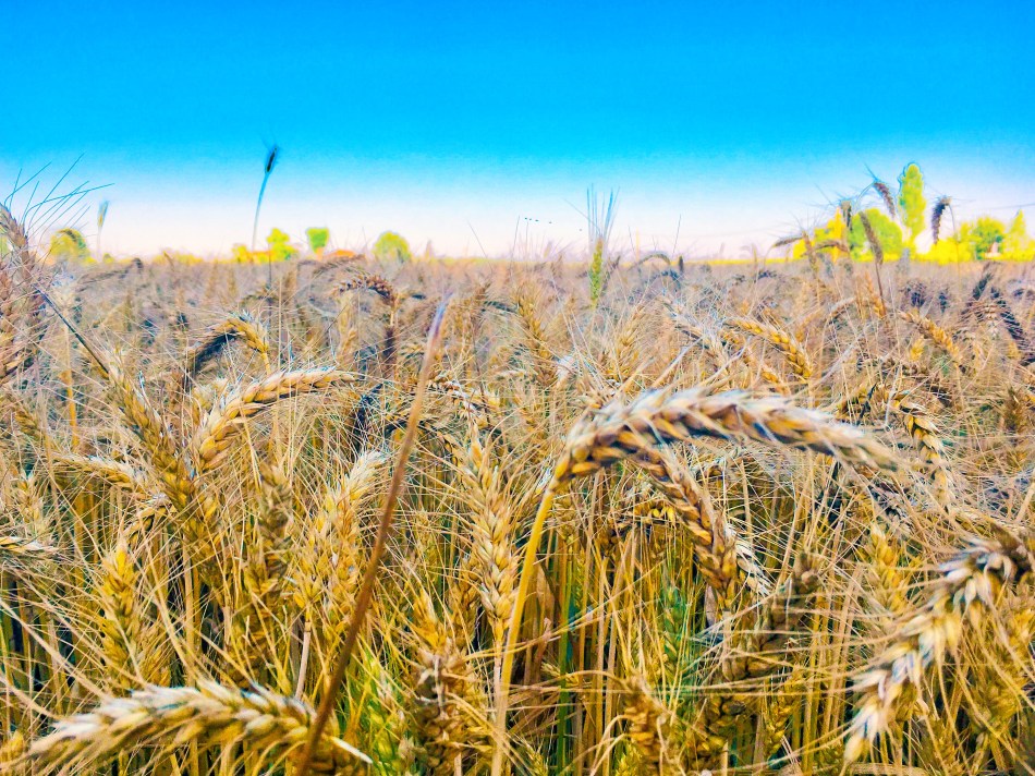 Diario di Viaggio. Fuga dalla Città.