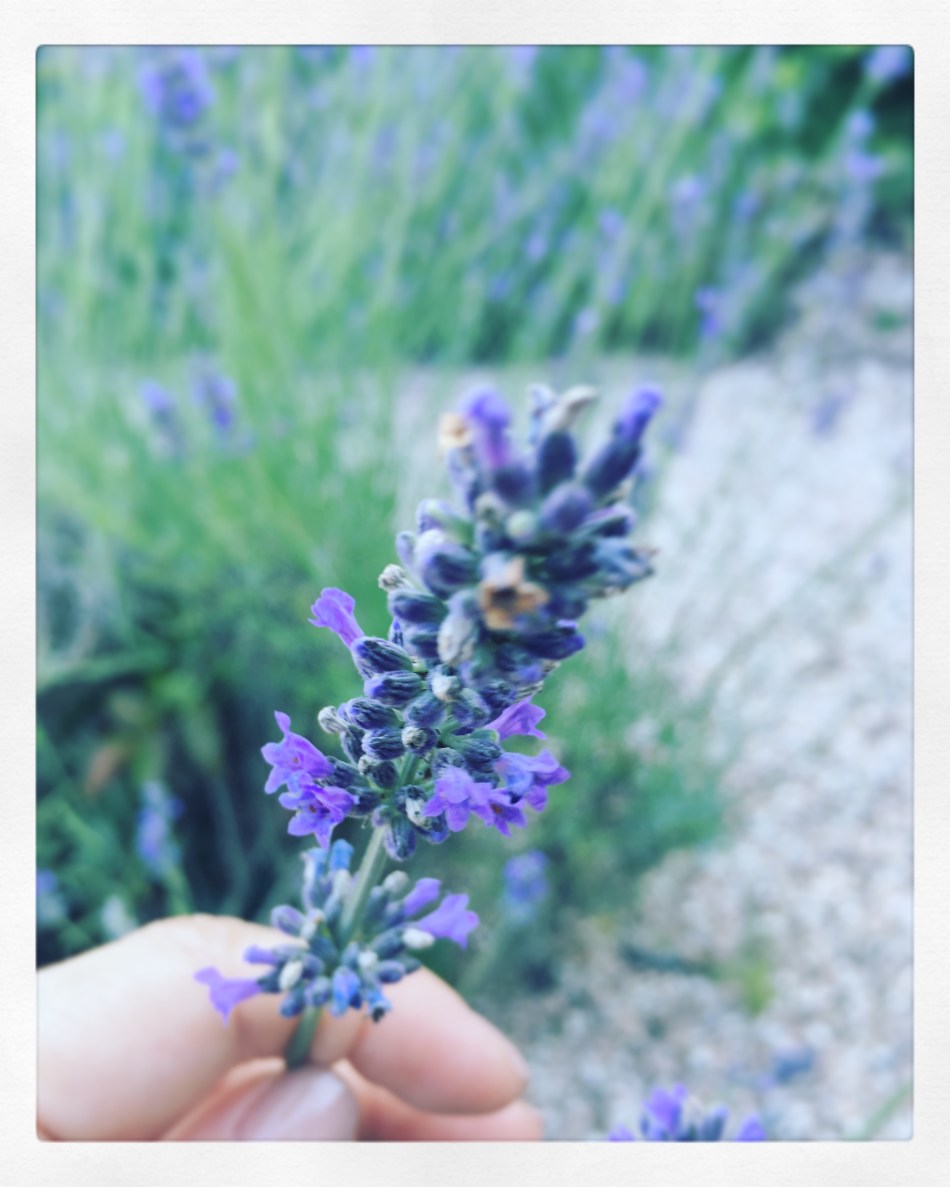 Diario di Viaggio. Fuga dalla Città.